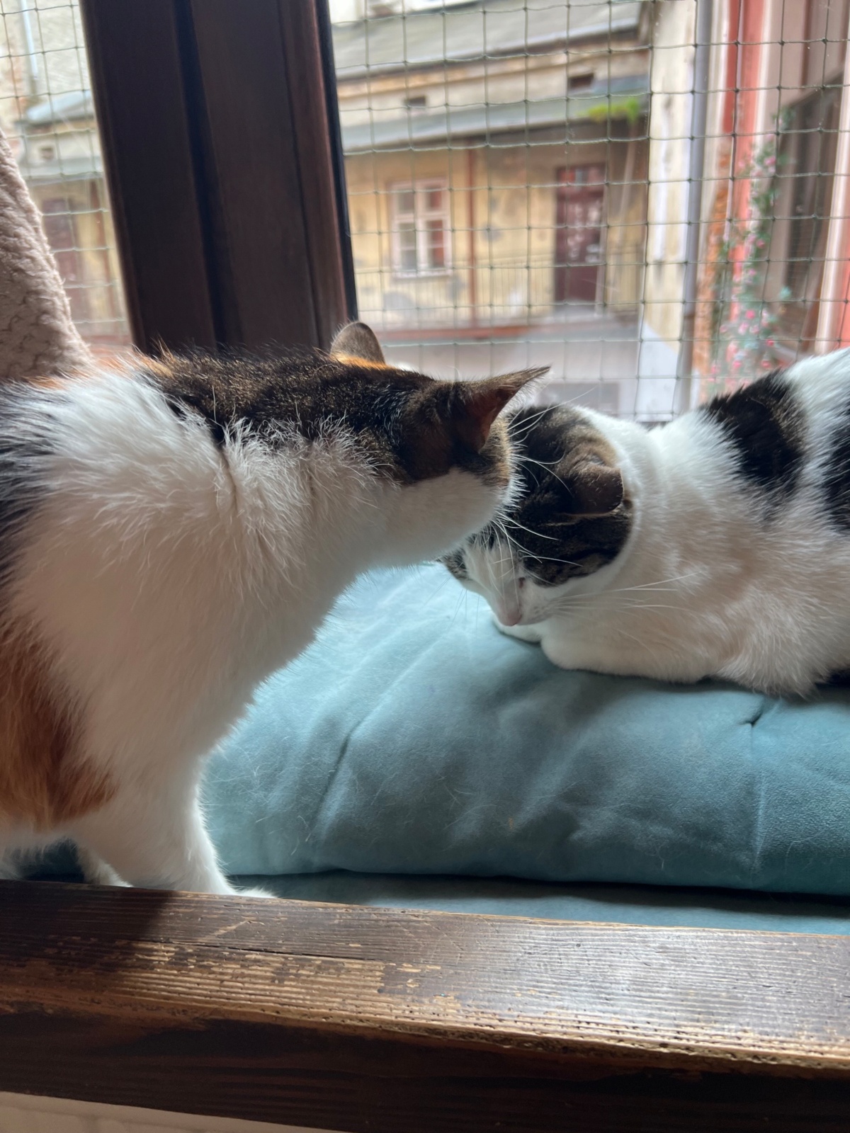 fe1d0c67-49ab-49f7-82f3-4c8a81701382