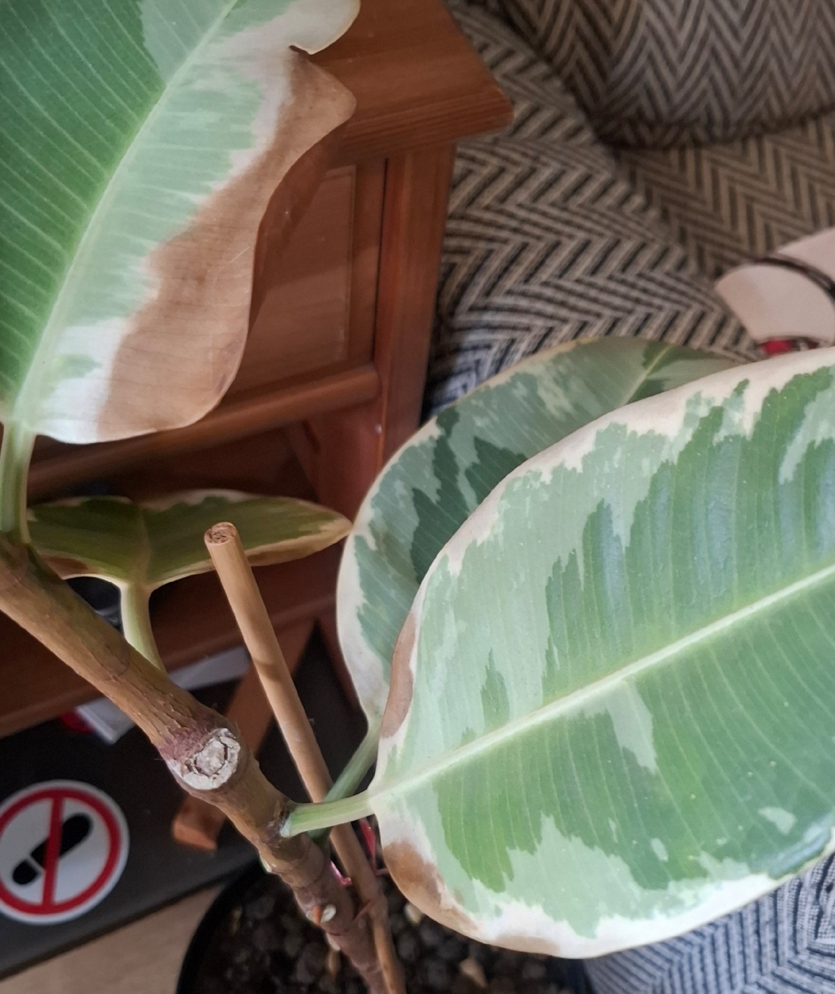 b6a6b5aa-9d80-44ef-9cf0-48d3de437f62