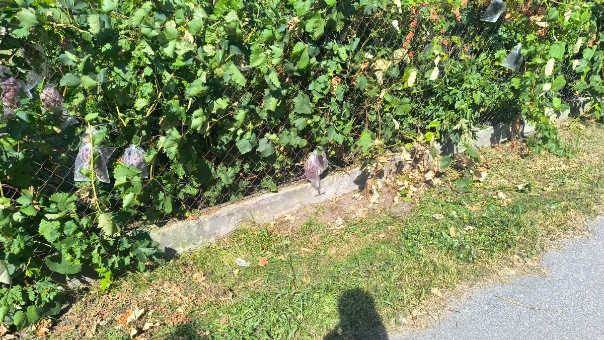 d34155f3-ef3b-4dd8-965f-b2166bcd5adf