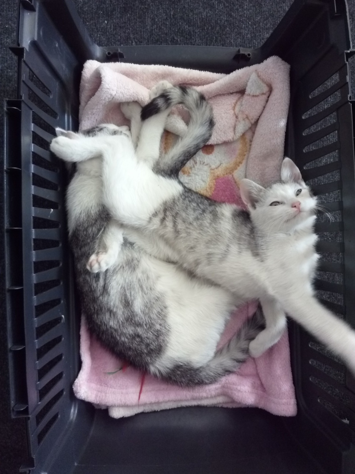 e928456c-5b19-4d8e-b47d-22954c7f6b27