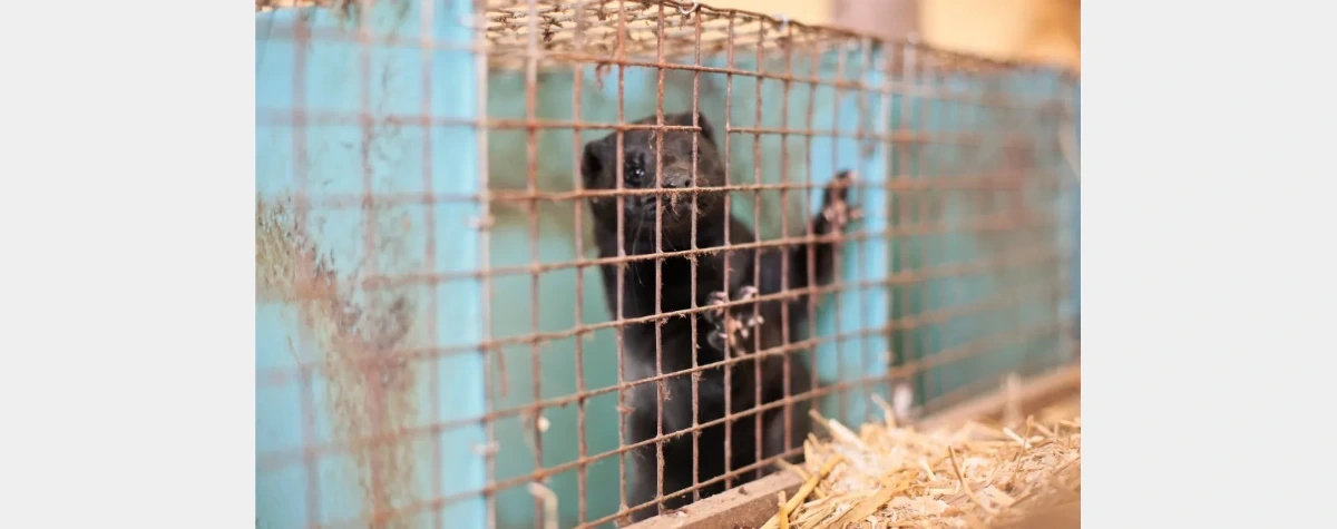 Zakaz hodowli zwierząt na futra. Jest decyzja Sejmu