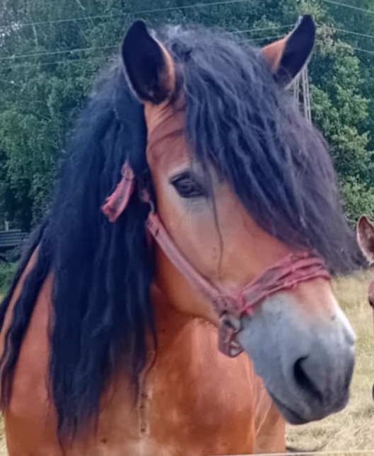 bae81d8a-b4d2-4d2b-a69c-f45cbd58e7c1