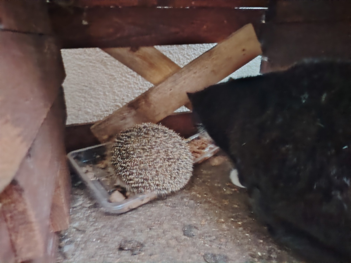 eb3e9e81-6c9d-49ab-8f75-e71709a35004