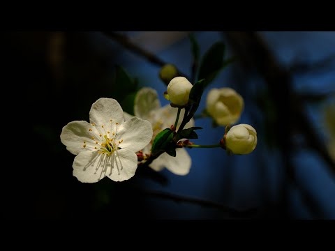 Wiosenna Muzyka 432 Hz Uzdrawiająca Układ Nerwowy