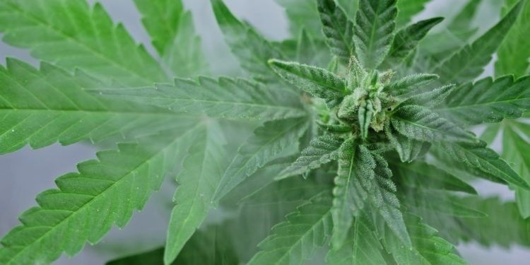 H2CBD: Półsyntetyczny kannabinoid z potencjałem medycznym