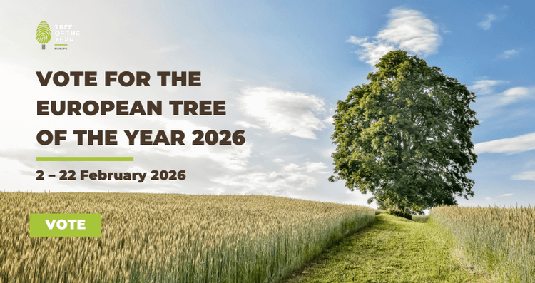 🌳 Oddaj głos na Polskę! Wesprzyj Krzywe Drzewo 🌳