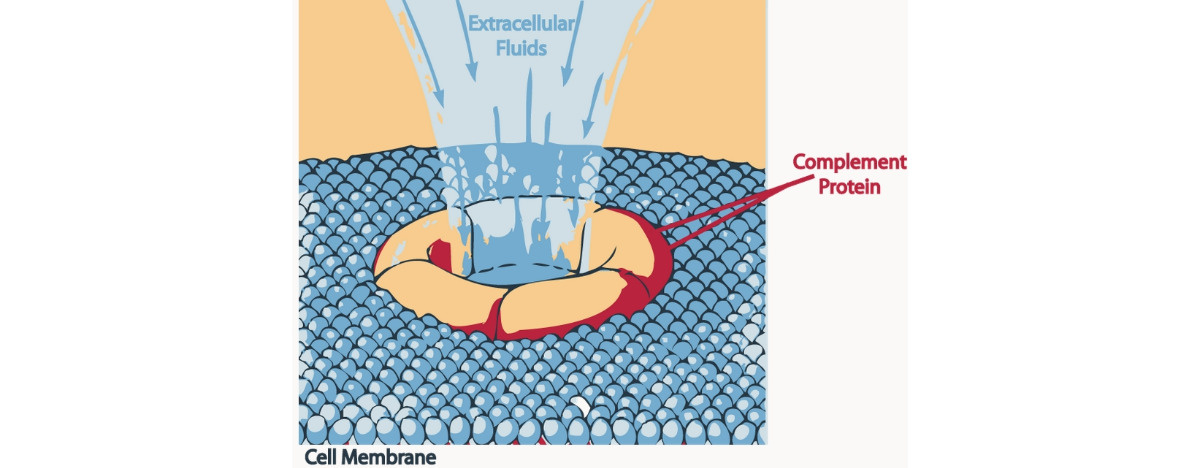 Jak właściwie działają szczepionki?