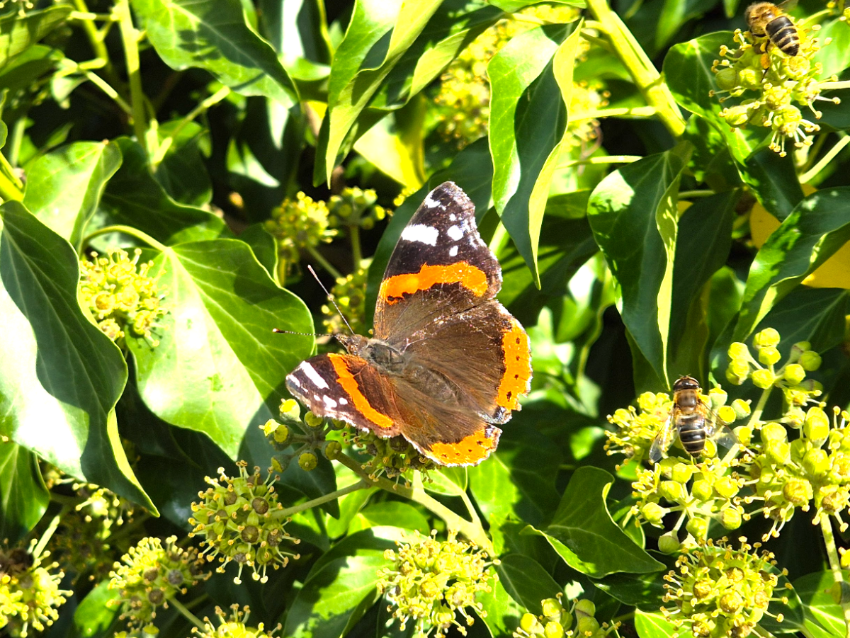 c1d7aebf-feae-480e-aa26-6a976a78058a