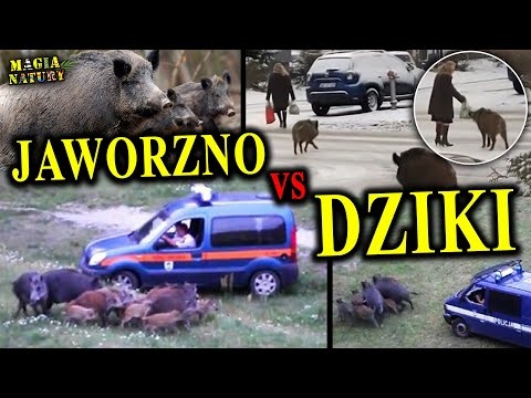 Inwazja DZIKÓW na Jaworzno - Dlaczego Jest Ich tak Dużo?