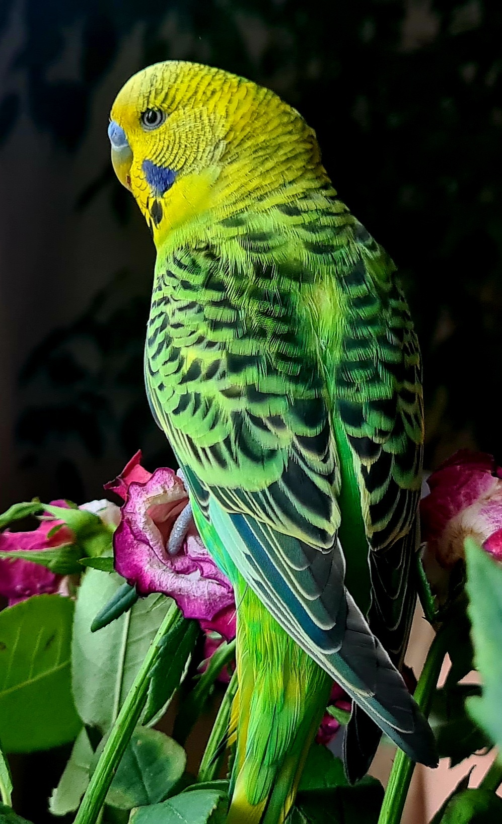 5a1c6781-d9ea-4d37-abef-be13daa2007f