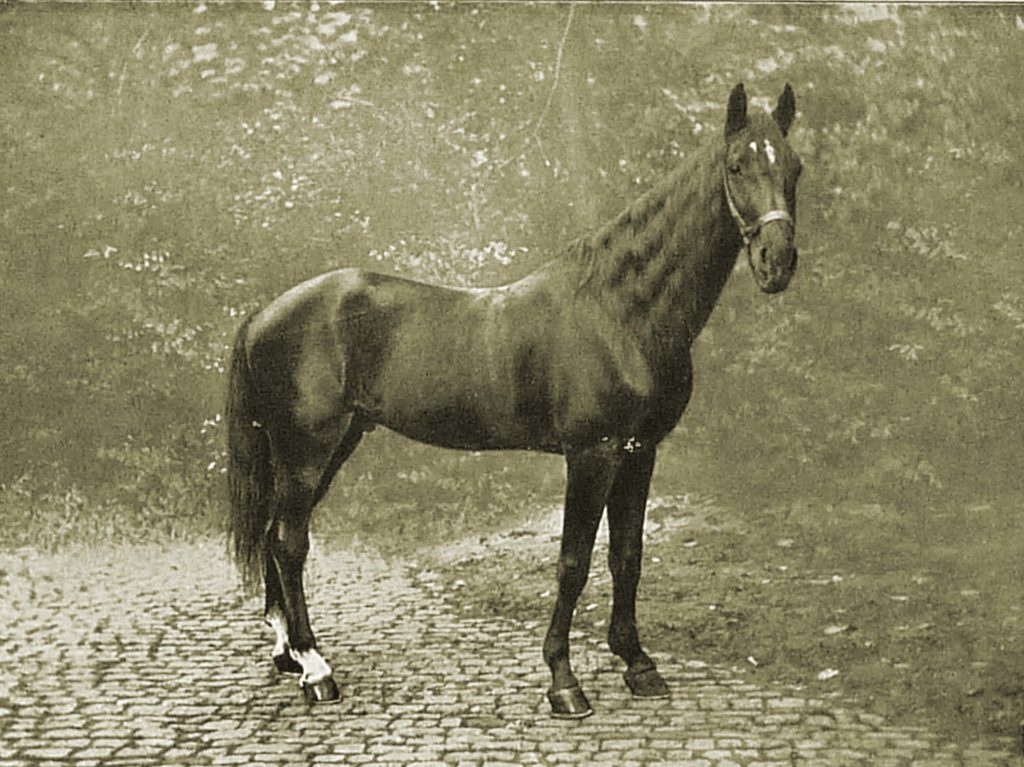 Koń, który zrobił w konia naukowców: Prawdziwa historia Mądrego Hansa