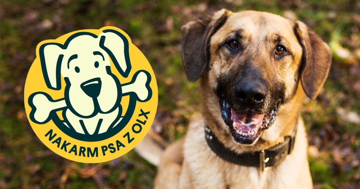 Nakarm Psa z OLX