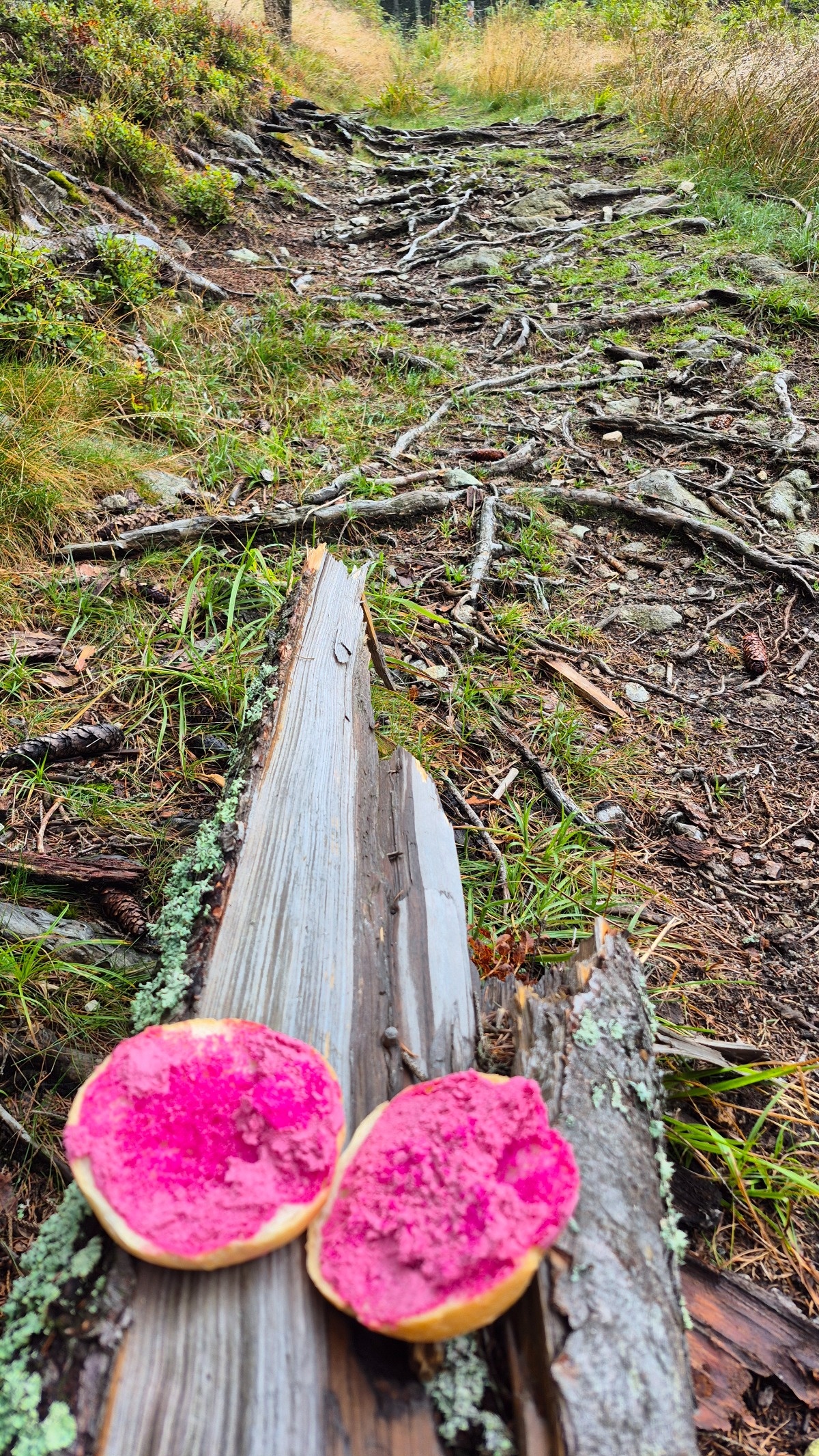 950f4917-d58b-4382-87f3-843850bd5686