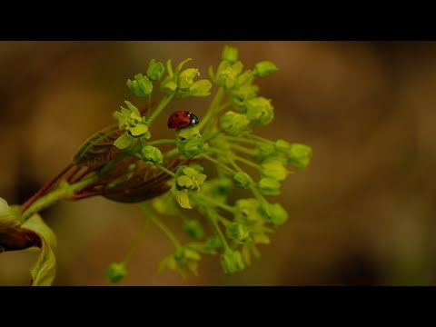 Wiosenna Spokojna Muzyka Relaksacyjna Do Głębokiej Medytacji