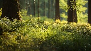 Unia Europejska chce zasadzić 3 miliardy drzew