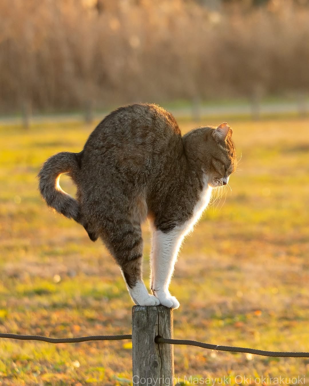 c1a1cd30-be4a-4490-969a-6dfbc4f335e9