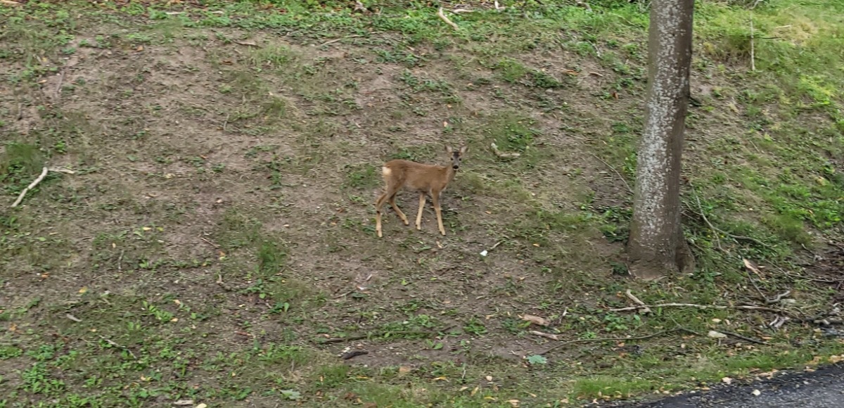 1ef84827-769b-4082-a7c4-589d36345f33