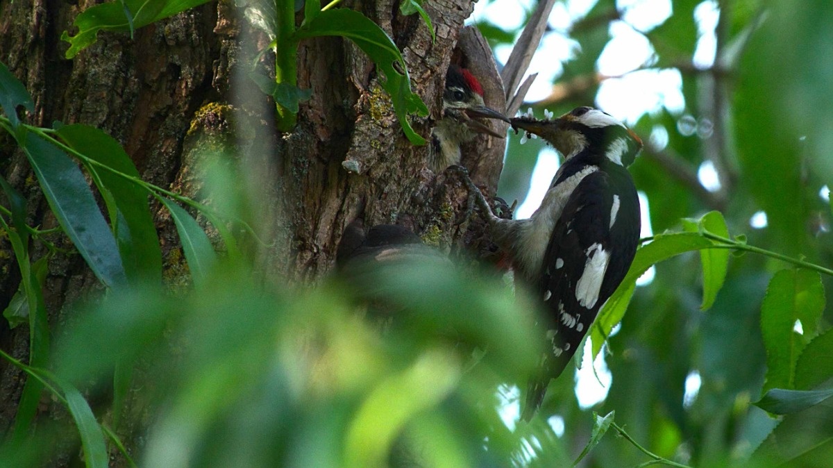 83e14203-0429-4c01-8c29-f7e2b178516d