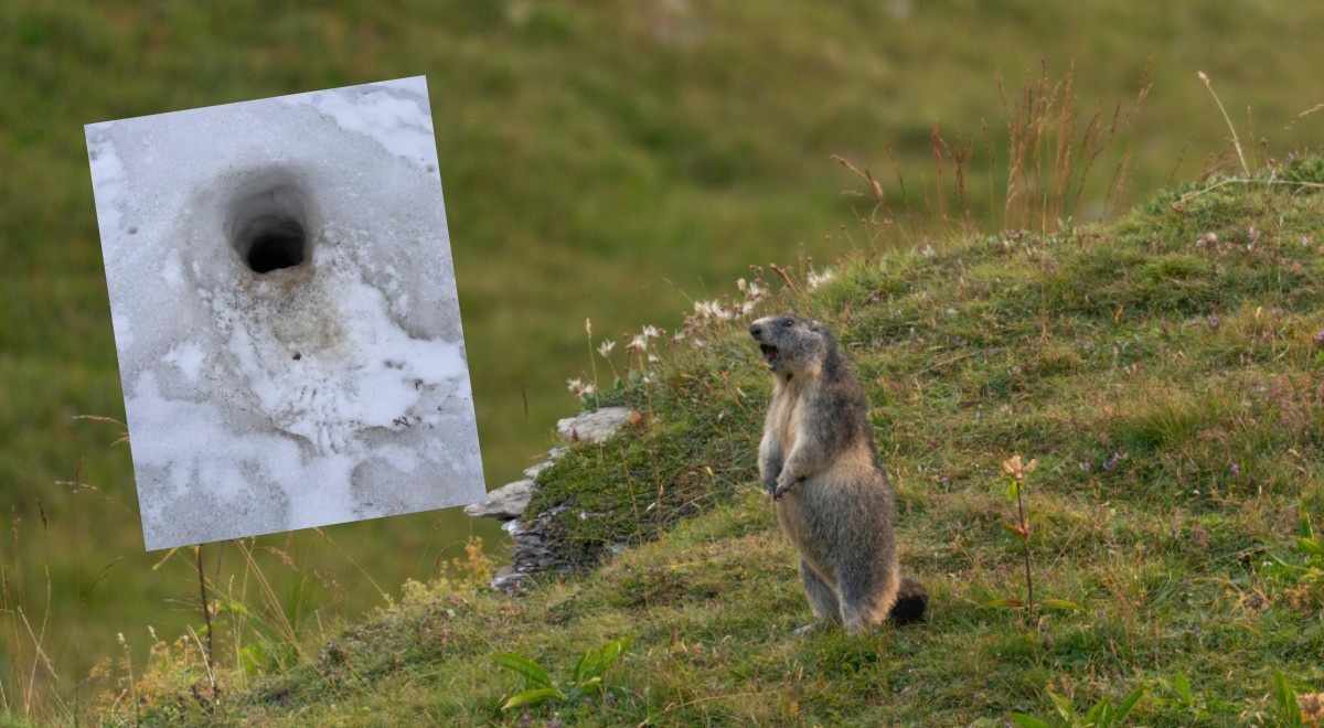Świstaki wyszły z nor po zimie. Ważny apel do turystów