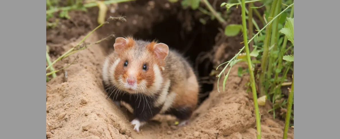 MKiŚ: chomik europejski Zwierzęciem Roku 2026; wygrał m.in. z rysiem i wilkiem