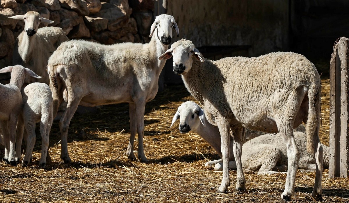Król zaapelował do swoich rodaków, by nie zabijali owiec