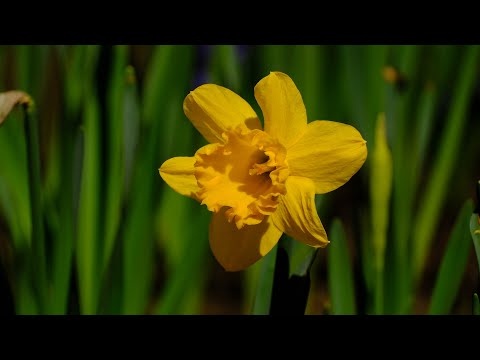 Wiosenna Muzyka 432 Hz Uzdrawiająca Umysł