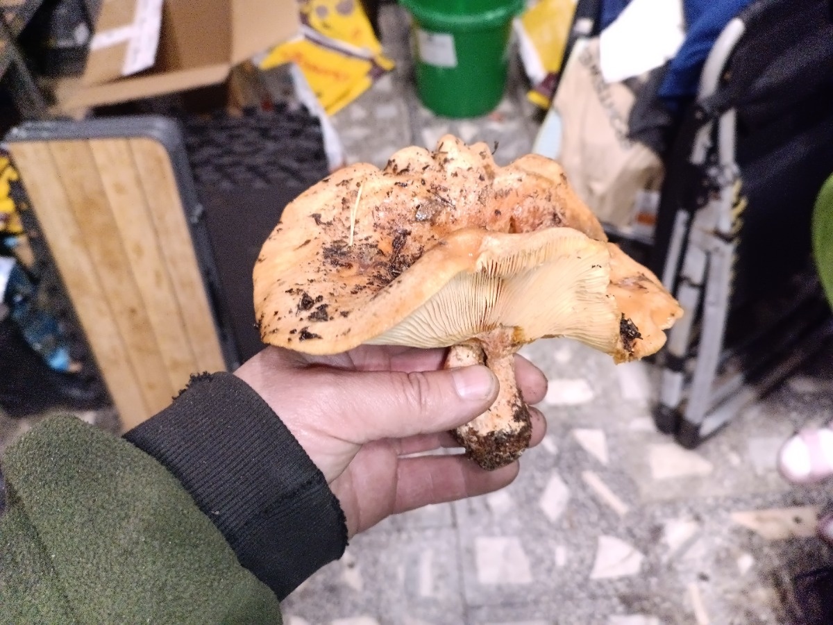 fd0a4785-0bf5-4514-aadf-5ae47ebe40e3