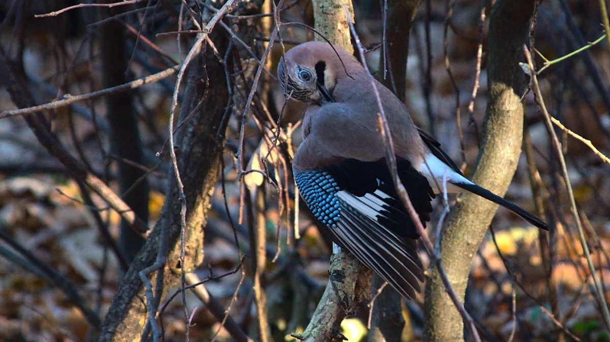 0e9f5b9d-6537-49c9-863e-0e960158dfe1