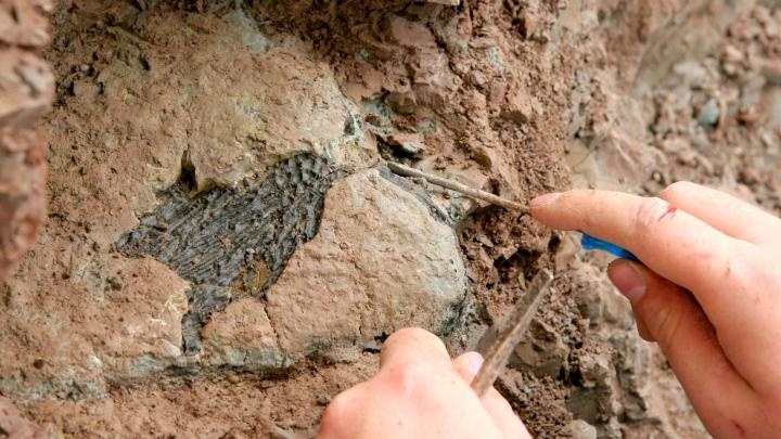Paleontolodzy wyruszyli w teren – letnie wykopaliska m.in. w woj. śląskim i Krasiejowie