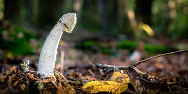 Tragiczne grzybobranie Afgańczyków – koniec śledztwa