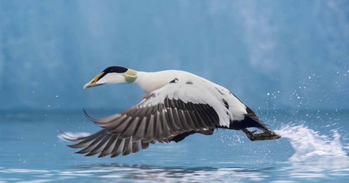 Ptak północy, edredon przyleciał do Warszawy. To niezwykła rzadkość i błąd nawigacji