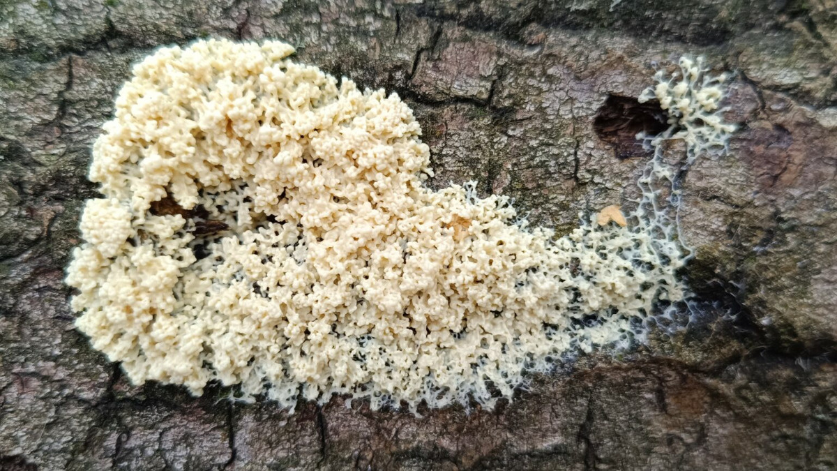 Ene, due, rabe, czyli więcej kosmicznej galarety