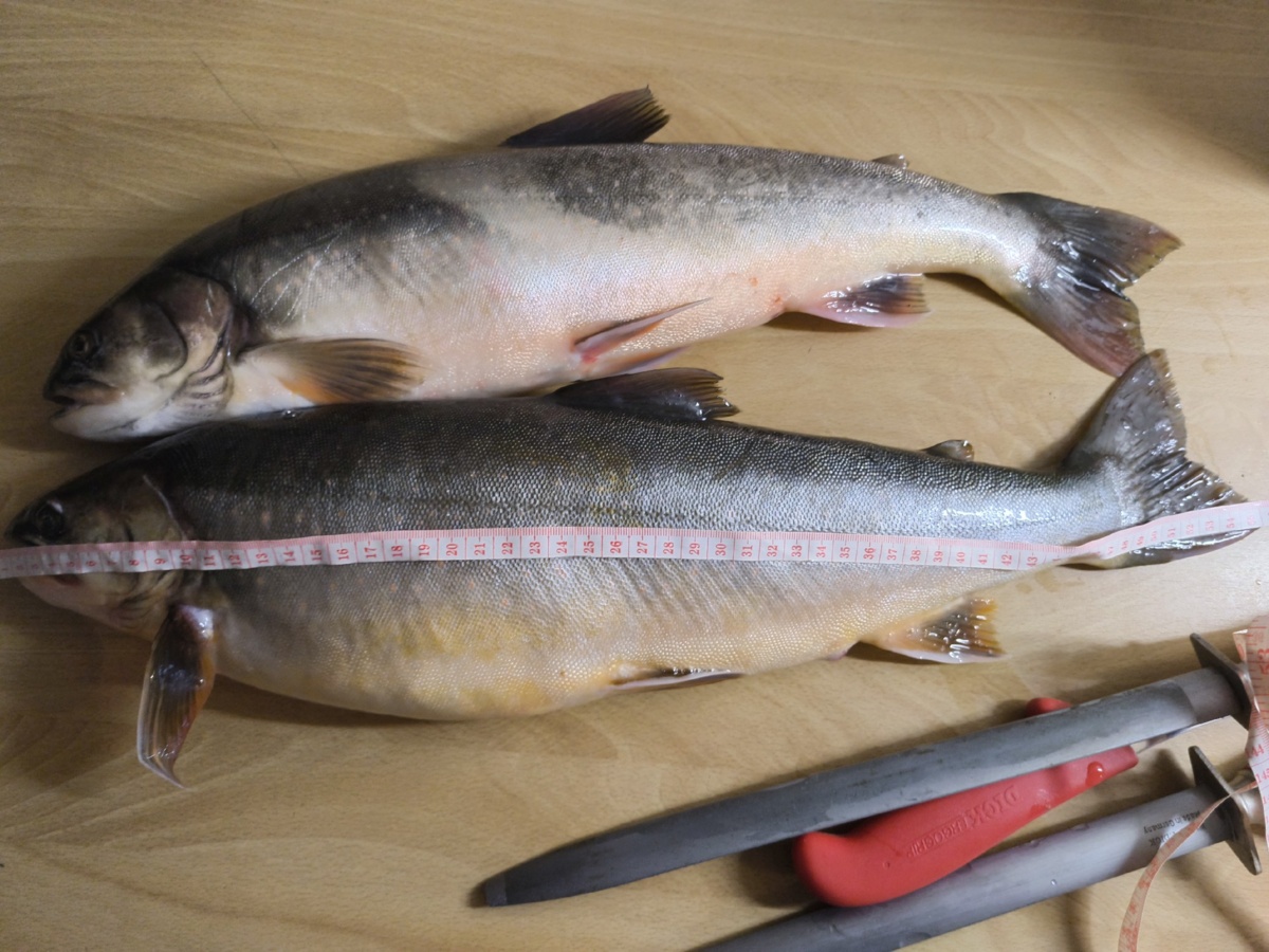 fc77ed42-ca1f-4d30-b3be-18cafad1734b