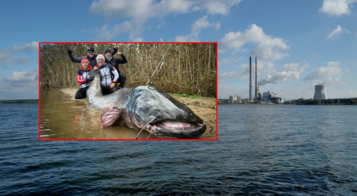 Historyczny połów w Rybniku. Sum miał aż 292 centymetry