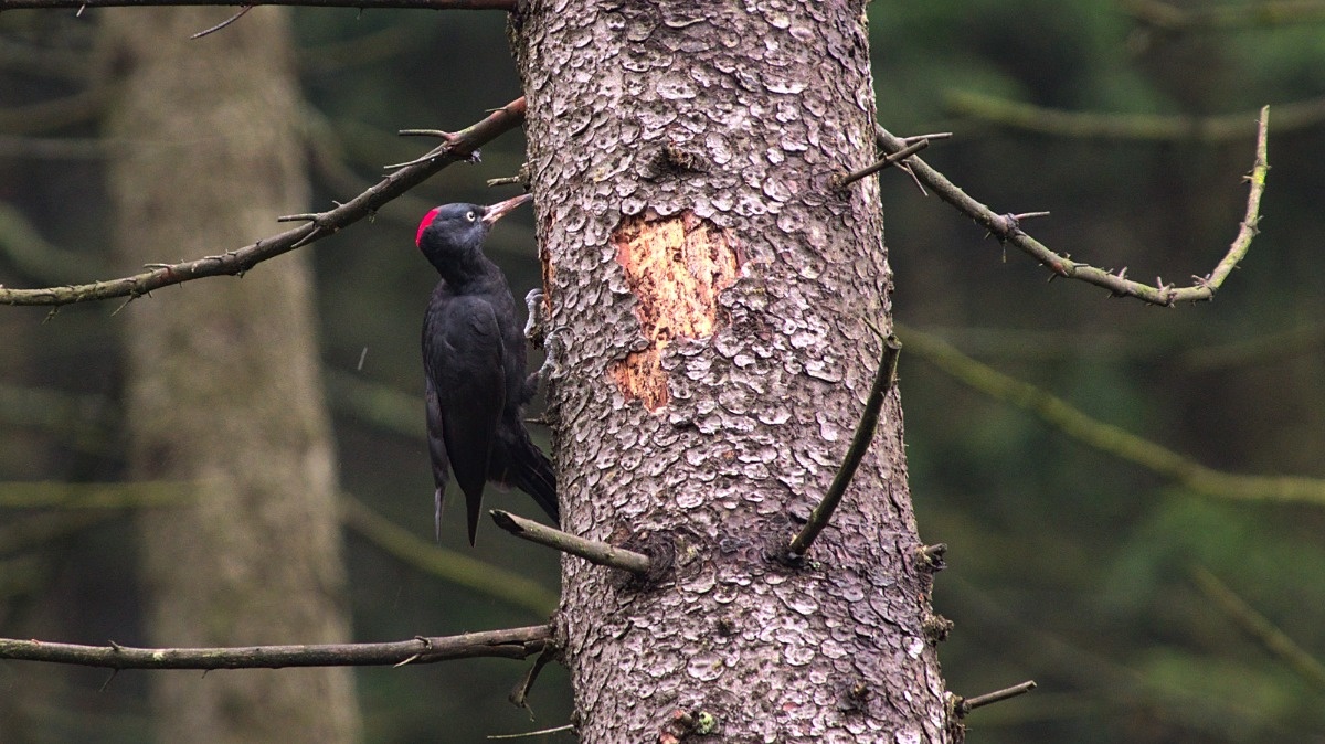 4295d8ba-639b-4f93-87ae-1f1d5d889444