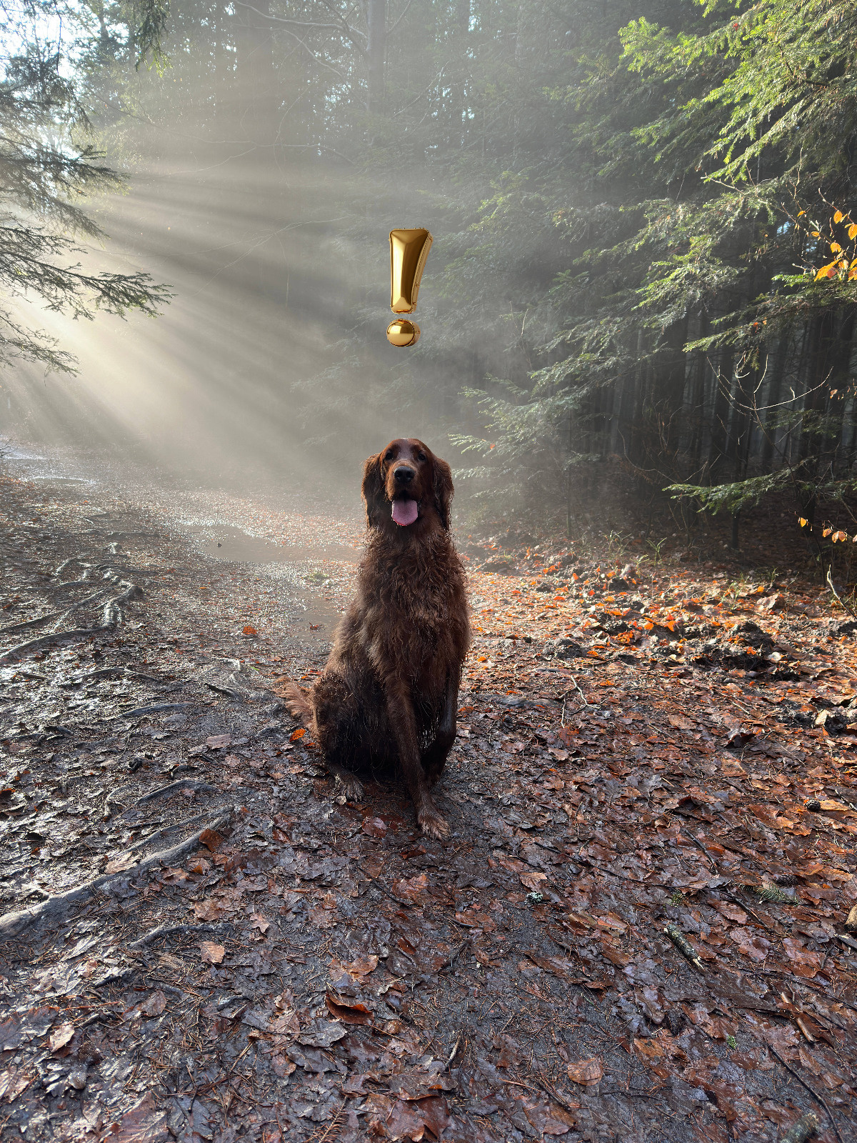 92d717a5-ea86-44cd-9091-2bb73123d3bd