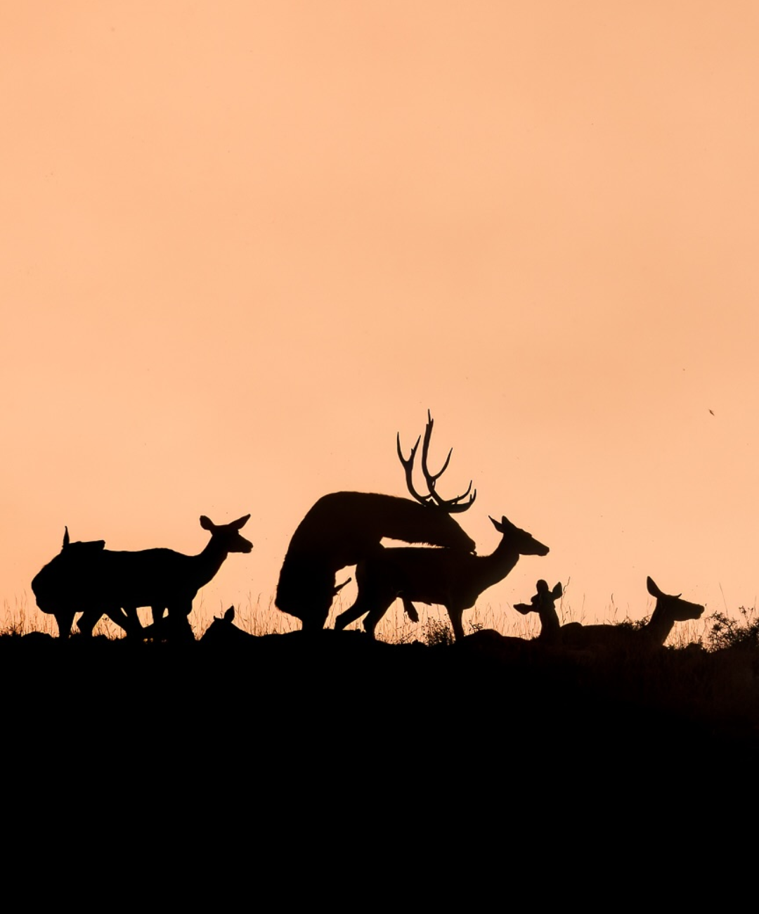 a23fdd40-ae84-477a-9967-2a89c6b833df