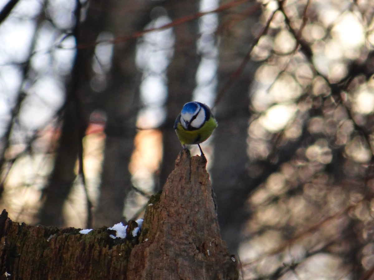 d53b50d3-8cdc-40eb-915d-0ccd372e60f8