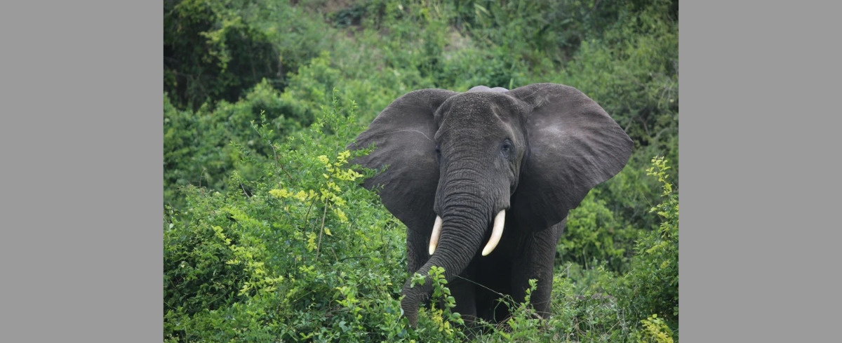 "Słonie-duchy" istnieją naprawdę. Niezwykłe odkrycie w Angoli