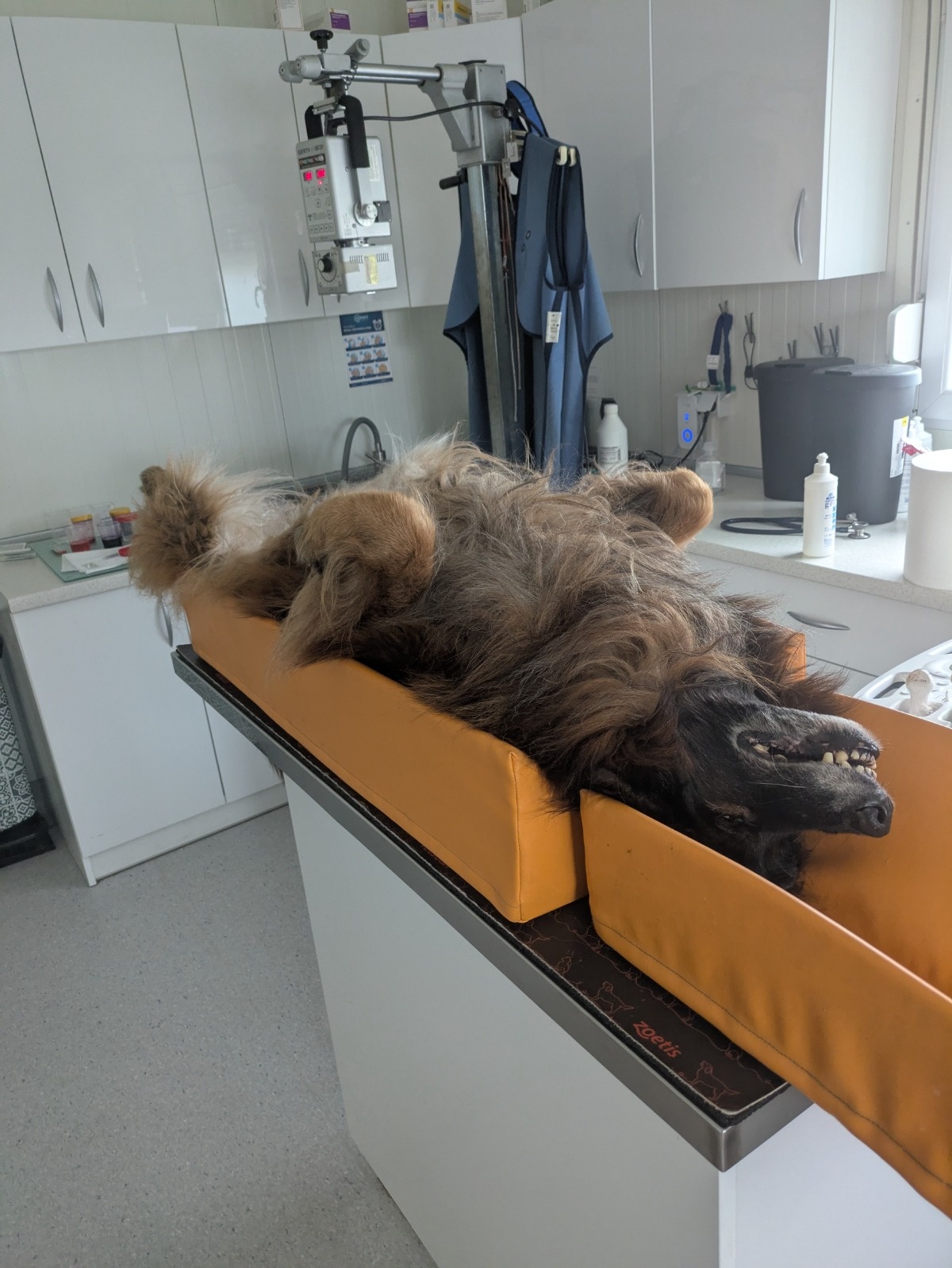 33984e06-b802-4e48-9705-a21a9fa3b3da