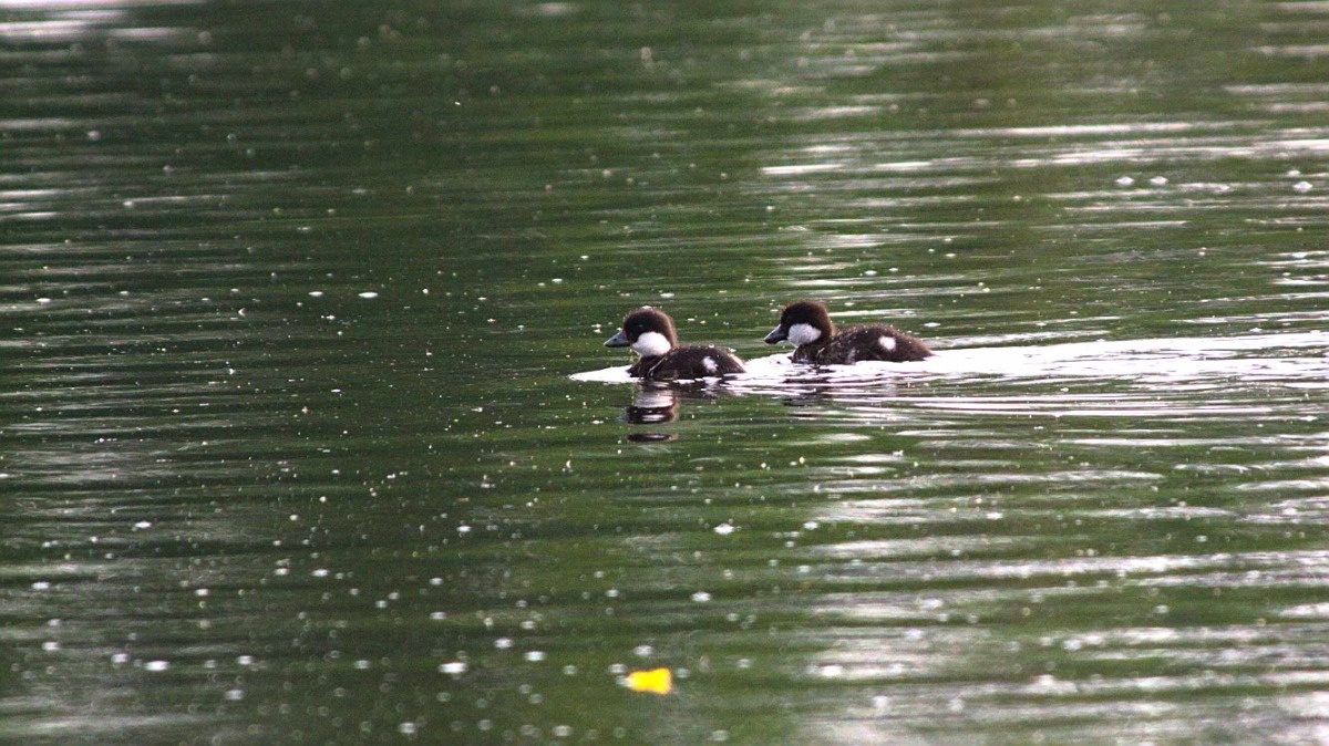 22bd5b6d-301d-4112-9920-cc4bd2417ffc