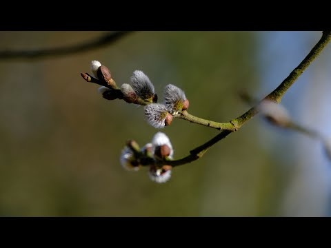 Uzdrawiające Przedwiośnie Spokojna Muzyka Pozytywne Wibracje
