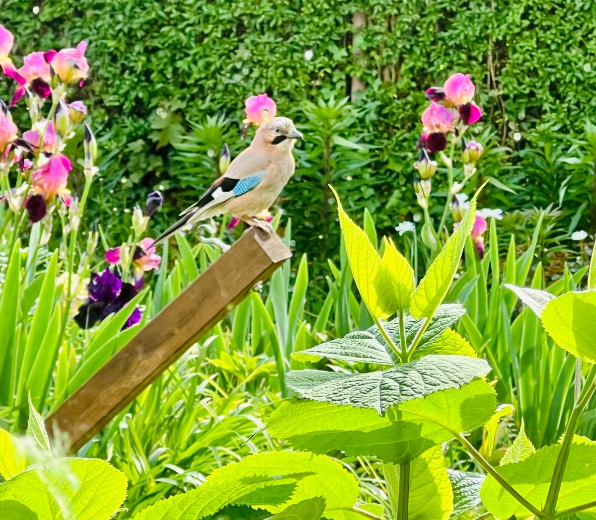 d3b3c9b9-cbea-4a60-bb58-7f1c32a3ec1f