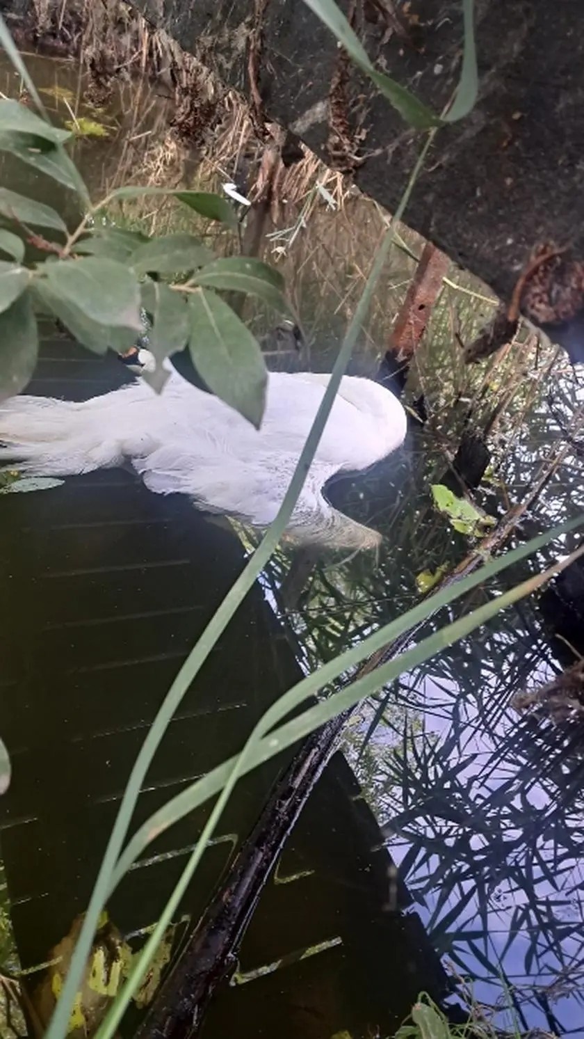 Martwe łabędzie i kaczki w stawie. Podejrzewają, że zostały otrute