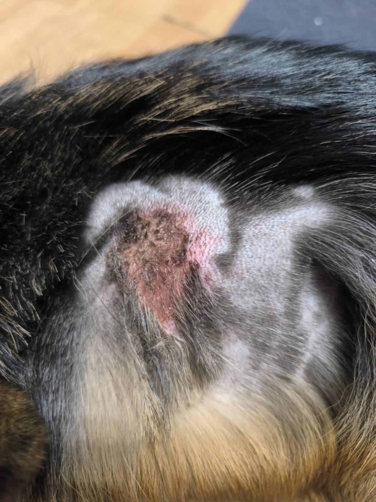 a06564ac-8806-46b8-b8bd-8b722e2750e9