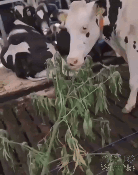 6d2069e4-5980-4d84-bfd9-9d2879265a7a