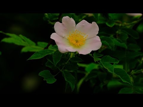 Letnia Głęboko Relaksująca Muzyka Wyciszająca Stres