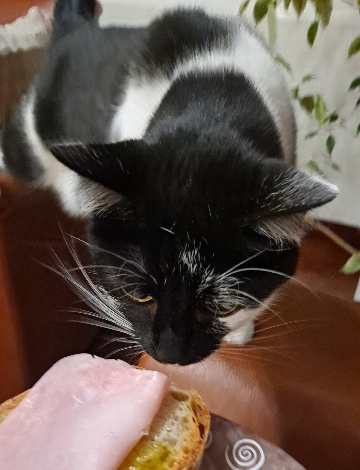 d8bcffec-3d4b-4938-86dd-1a10a13fa969