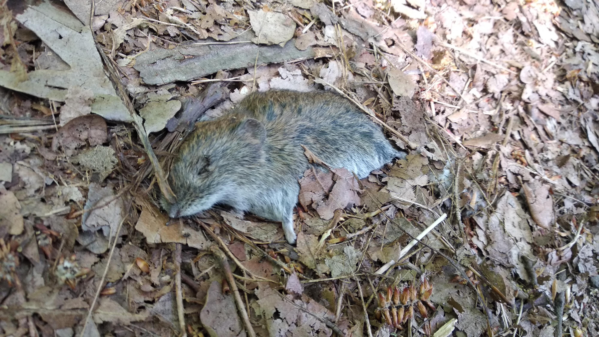 9a6b530d-8e30-475d-a232-f66a6b393259