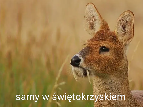 ca959c3e-11e6-4adc-b928-1c81b310ae7b